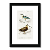 Bird Study 1B Heritage Lithograph Framed & Mounted Print - SantoLusso