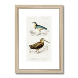 Bird Study 1B Heritage Lithograph Framed & Mounted Print - SantoLusso