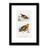 Bird Study 1C Heritage Lithograph Framed & Mounted Print - SantoLusso