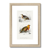 Bird Study 1C Heritage Lithograph Framed & Mounted Print - SantoLusso