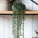 Ghedi String of Pearls in Soil — SantoLusso®
