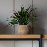 Ghedi Wild Grass in Soil Green — SantoLusso®