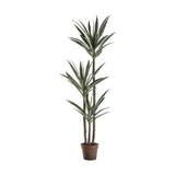 Ghedi Yucca Tree with 3 Heads — SantoLusso®