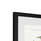 Bird Study 1C Heritage Lithograph Framed & Mounted Print - SantoLusso