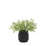 Ghedi Faux Playycerium in Ceramic Pot — SantoLusso®