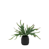 Ghedi Faux Playycerium Multi Colour in Ceramic Pot — SantoLusso®