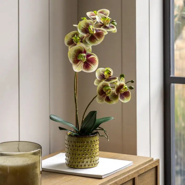 Ghedi Orchid Multicolour in Moss Ceramic Dot Pot — SantoLusso®