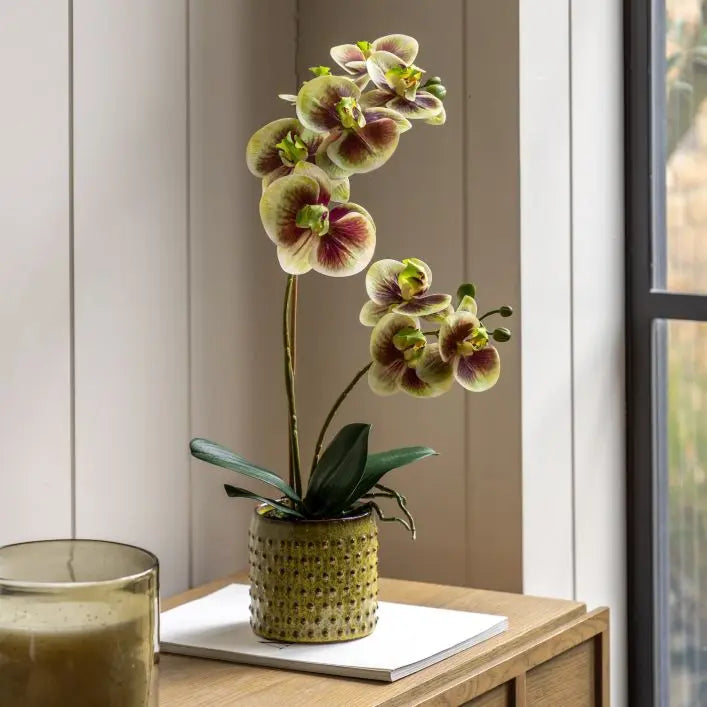Ghedi Orchid Multicolour in Moss Ceramic Dot Pot — SantoLusso®