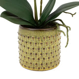 Ghedi Orchid Multicolour in Moss Ceramic Dot Pot — SantoLusso®