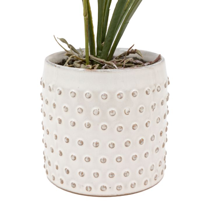 Ghedi Orchid Orange in White Ceramic Dot Pot — SantoLusso®