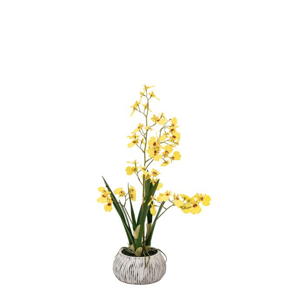 Ghedi Orchid Yellow in Low Ceramic Pot — SantoLusso®