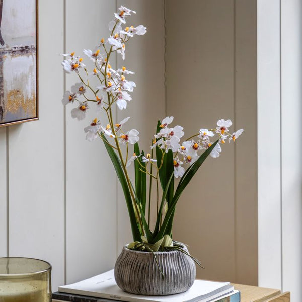 Ghedi Orchid White in Low Ceramic Pot — SantoLusso®