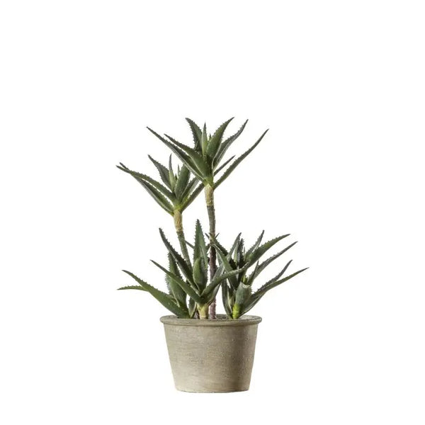 Ghedi Potted Aloe — SantoLusso®