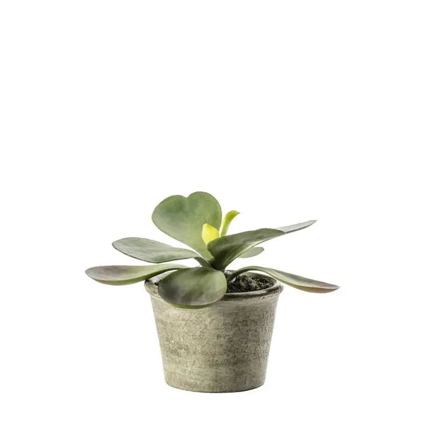 Ghedi Kalanchoe Pale Green — SantoLusso®