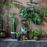 Ghedi Aloe Wide Leaf — SantoLusso®