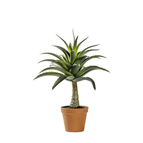Ghedi Potted Agave — SantoLusso®