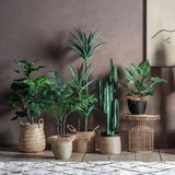Ghedi Fiddle Tree with 39 Leaves — SantoLusso®