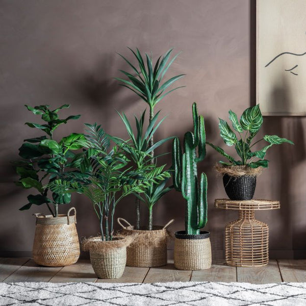 Ghedi Fiddle Tree with 39 Leaves — SantoLusso®