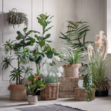 Ghedi Fiddle Tree with 65 Leaves — SantoLusso®