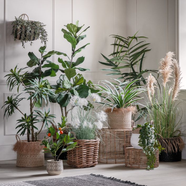 Ghedi Fiddle Tree with 65 Leaves — SantoLusso®