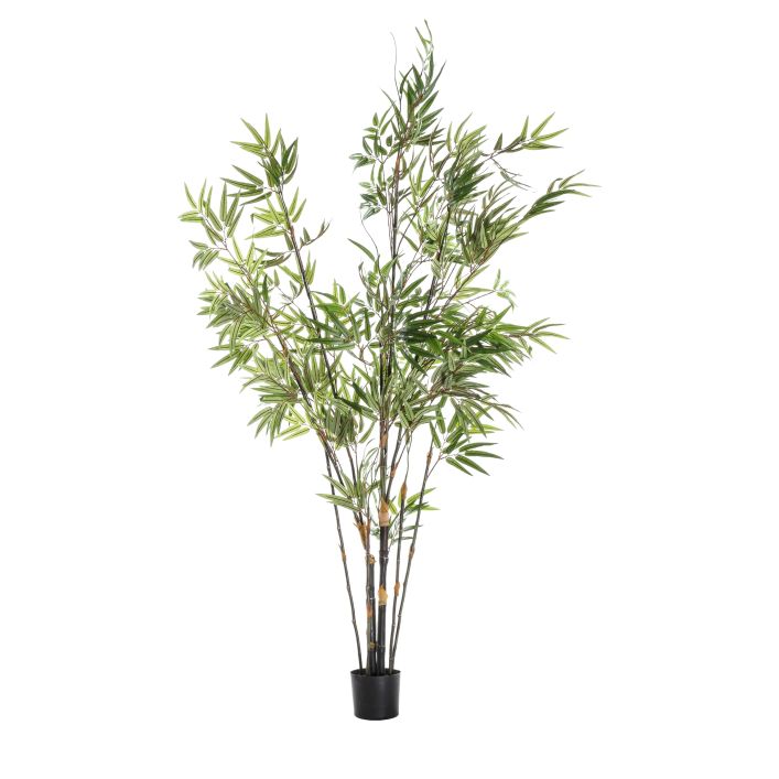 Ghedi Bamboo with 859 Leaves — SantoLusso®