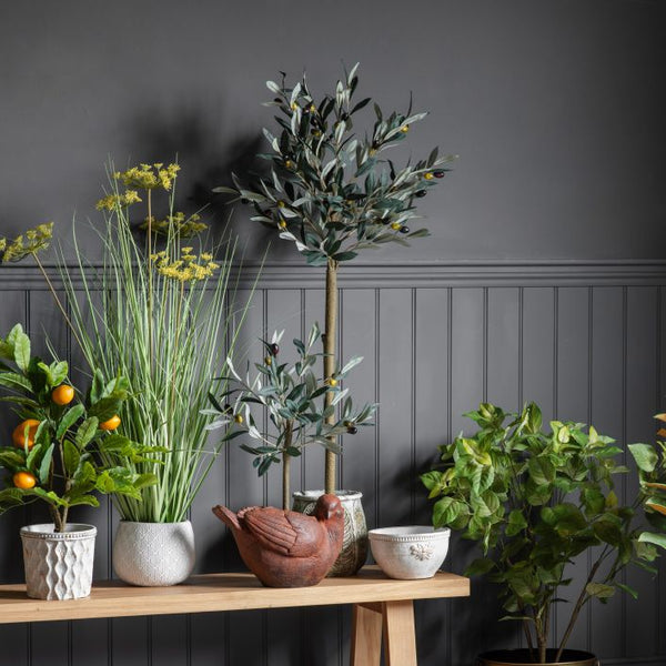 Ghedi Olive Tree Medium — SantoLusso®