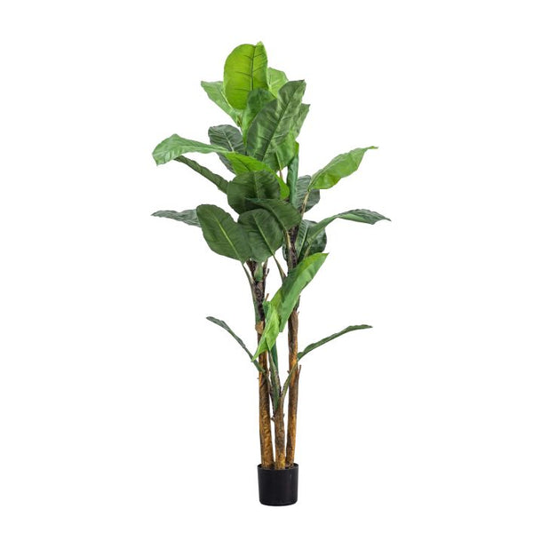 Ghedi Banana Palm Large — SantoLusso®