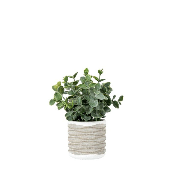 Ghedi Eucalyptus in Wavy Pot Small (2 Pack) — SantoLusso®