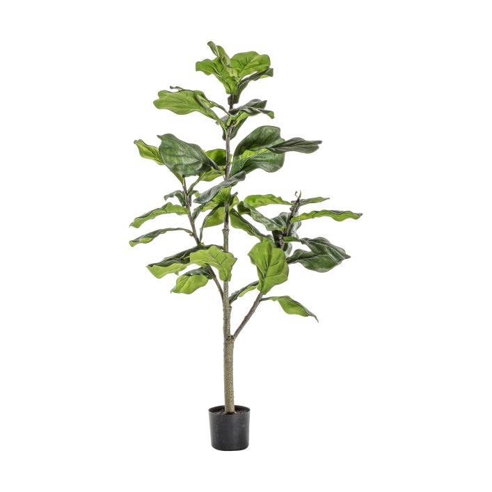 Ghedi Fiddle Tree with 39 Leaves — SantoLusso®