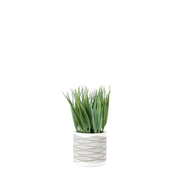 Ghedi Grass in Wavy Pot Small (2 Pack) — SantoLusso®