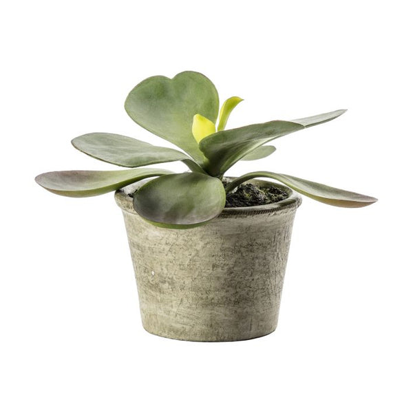 Ghedi Kalanchoe Pale Green — SantoLusso®