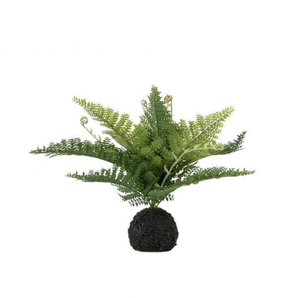 Ghedi Lady Fern in Soil Green — SantoLusso®