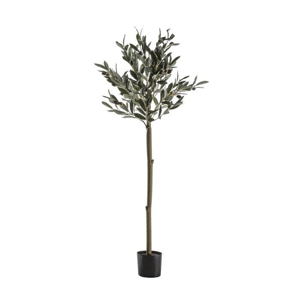 Ghedi Olive Tree Medium — SantoLusso®