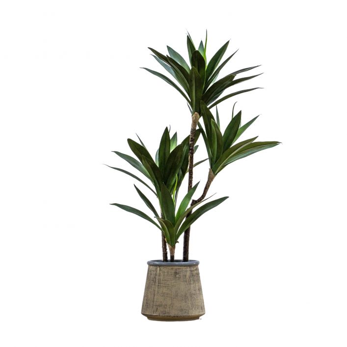 Ghedi Potted Yucca Green — SantoLusso®