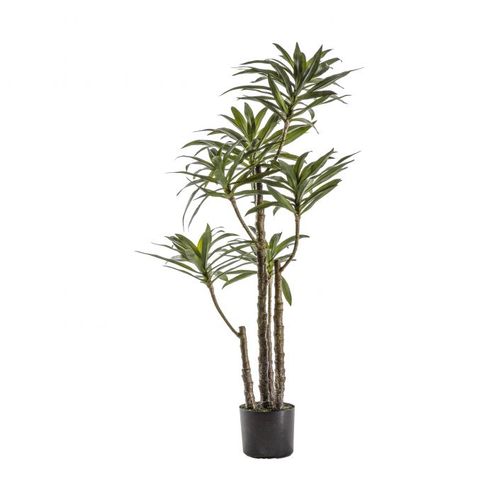 Ghedi Yucca Tree with 6 Heads — SantoLusso®